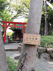 椿山荘の楓